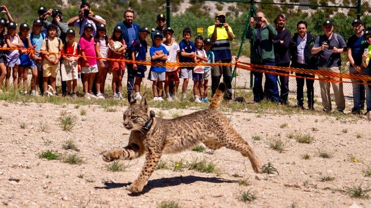 Werva y Wound, los nuevos linces ibéricos que podrían ayudar a cambiar el futuro de la especie en Aragón