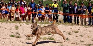 Werva y Wound, los nuevos linces ibéricos que podrían ayudar a cambiar el futuro de la especie en Aragón