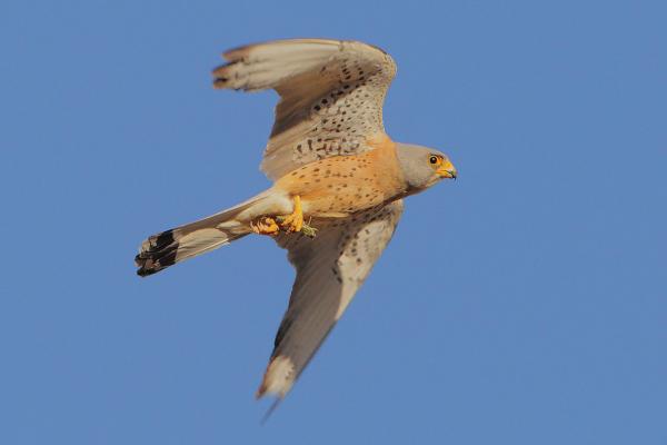Cernícalo primilla - Alimentación del cernícalo primilla 