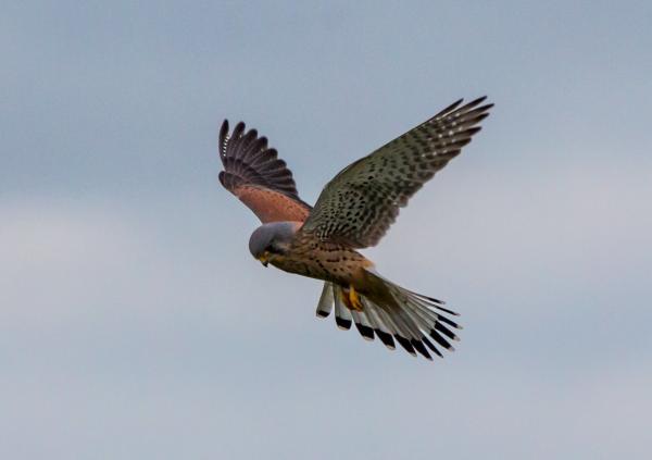 Cernícalo primilla - Características del cernícalo primilla 
