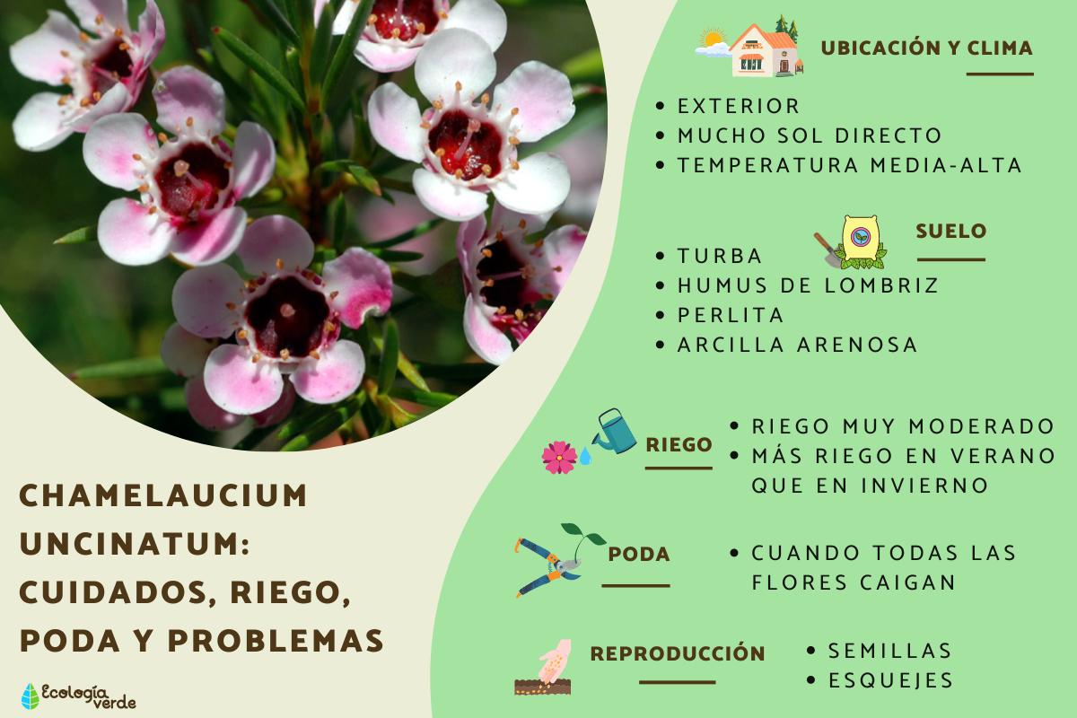 Chamelaucium uncinatum: cuidados, riego, poda y problemas