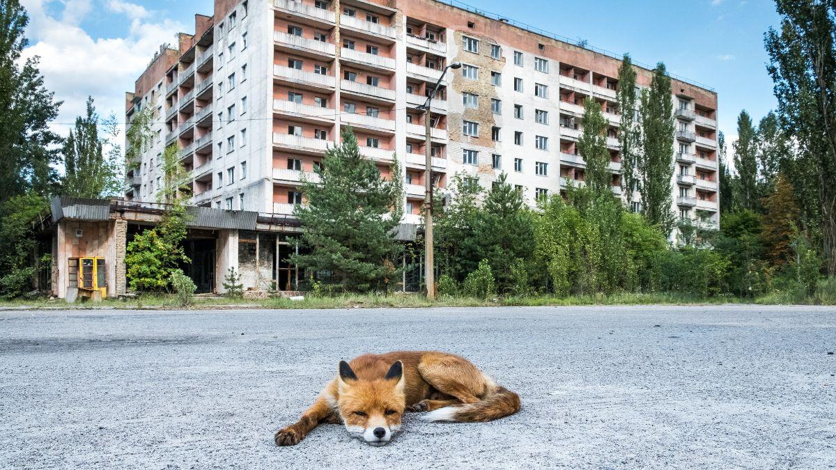 Científicos explican la gran paradoja de Chernóbil: hoy alberga más fauna salvaje que antes del accidente