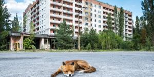 Científicos explican la gran paradoja de Chernóbil: hoy alberga más fauna salvaje que antes del accidente