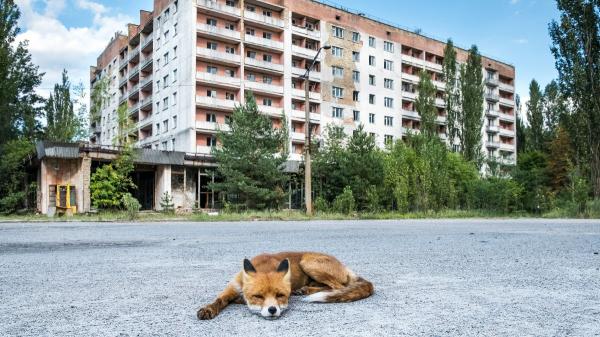 Científicos explican la gran paradoja de Chernóbil: hoy alberga más fauna salvaje que antes del accidente