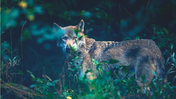 Científicos explican la gran paradoja de Chernóbil: hoy alberga más fauna salvaje que antes del accidente - La radiación sigue dejando huella en la fauna de Chernóbil