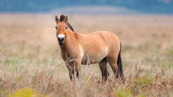 Científicos explican la gran paradoja de Chernóbil: hoy alberga más fauna salvaje que antes del accidente - Lobos, osos y caballos salvajes: las especies que han conquistado Chernóbil