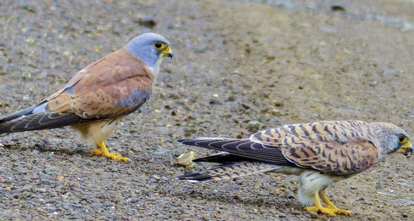 Cernícalo primilla - Reproducción del cernícalo primilla 