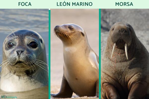 Diferencia entre foca, león marino y morsa