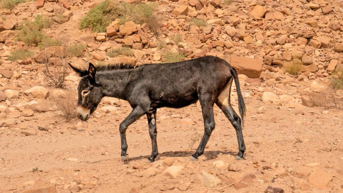 En 1982 reintrodujeron 28 asnos salvajes en el desierto: 40 años después han transformado el ecosistema de forma natural