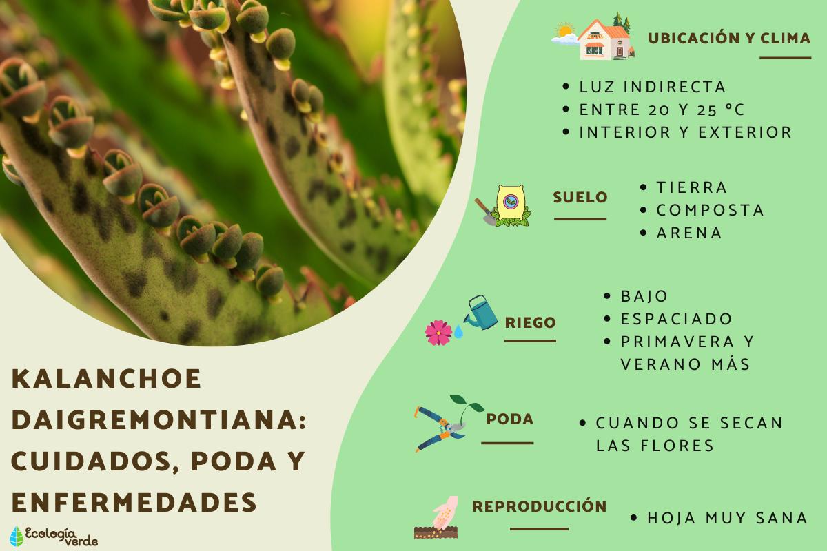 Kalanchoe daigremontiana: cuidados, poda y enfermedades