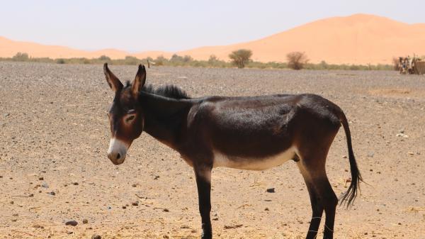 En 1982 reintrodujeron 28 asnos salvajes en el desierto: 40 años después han transformado el ecosistema de forma natural - Las semillas también viajan gracias a estos animales