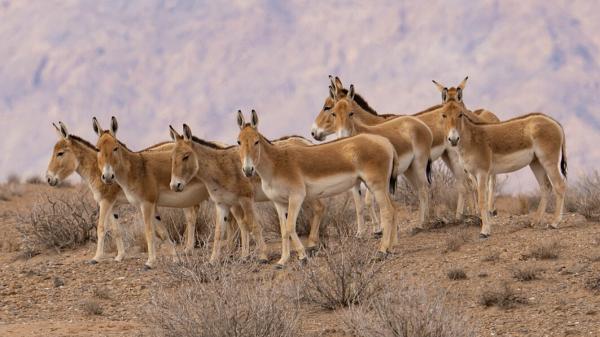 En 1982 reintrodujeron 28 asnos salvajes en el desierto: 40 años después han transformado el ecosistema de forma natural - Los asnos excavan en el desierto y crean puntos de agua para otros animales