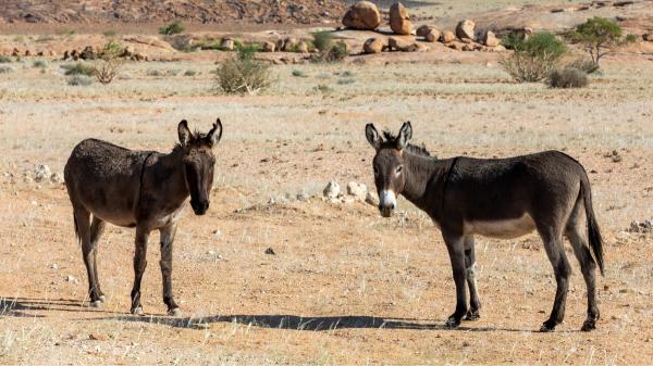 En 1982 reintrodujeron 28 asnos salvajes en el desierto: 40 años después han transformado el ecosistema de forma natural - Los asnos se han convertido en auténticos ingenieros del desierto