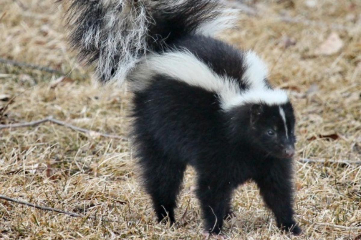 Mustélidos: qué son y ejemplos