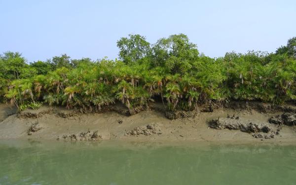 Áreas Naturales Protegidas de Asia - Parque nacional de Sundarbans, Bangladés - India