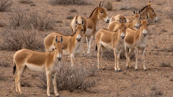 En 1982 reintrodujeron 28 asnos salvajes en el desierto: 40 años después han transformado el ecosistema de forma natural - También ayudan a dispersar las semillas por el desierto