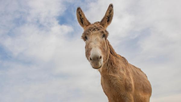 En 1982 reintrodujeron 28 asnos salvajes en el desierto: 40 años después han transformado el ecosistema de forma natural - Una especie que volvió al desierto después de décadas