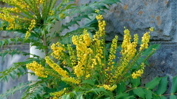 Parece un acebo, pero florece de amarillo cuando llega el frío: el arbusto fácil de cuidar que da color al jardín - Así es la mahonia, el arbusto que parece un acebo y florece en pleno invierno