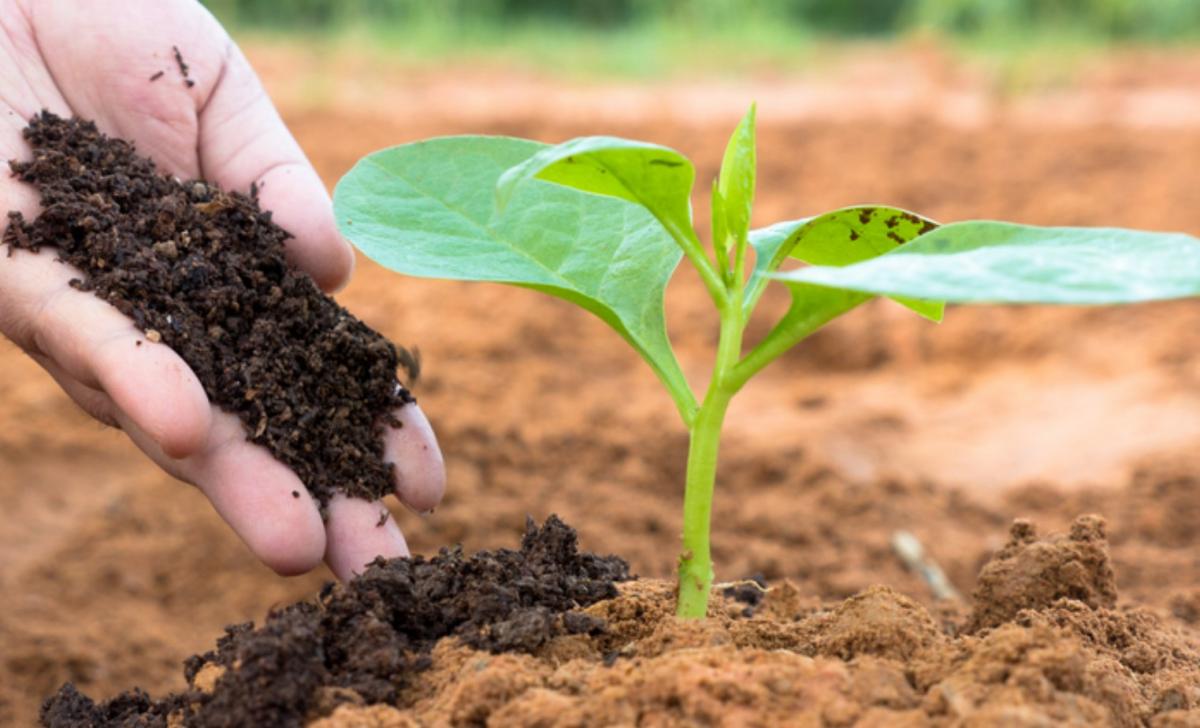Cómo hacer humus de lombriz