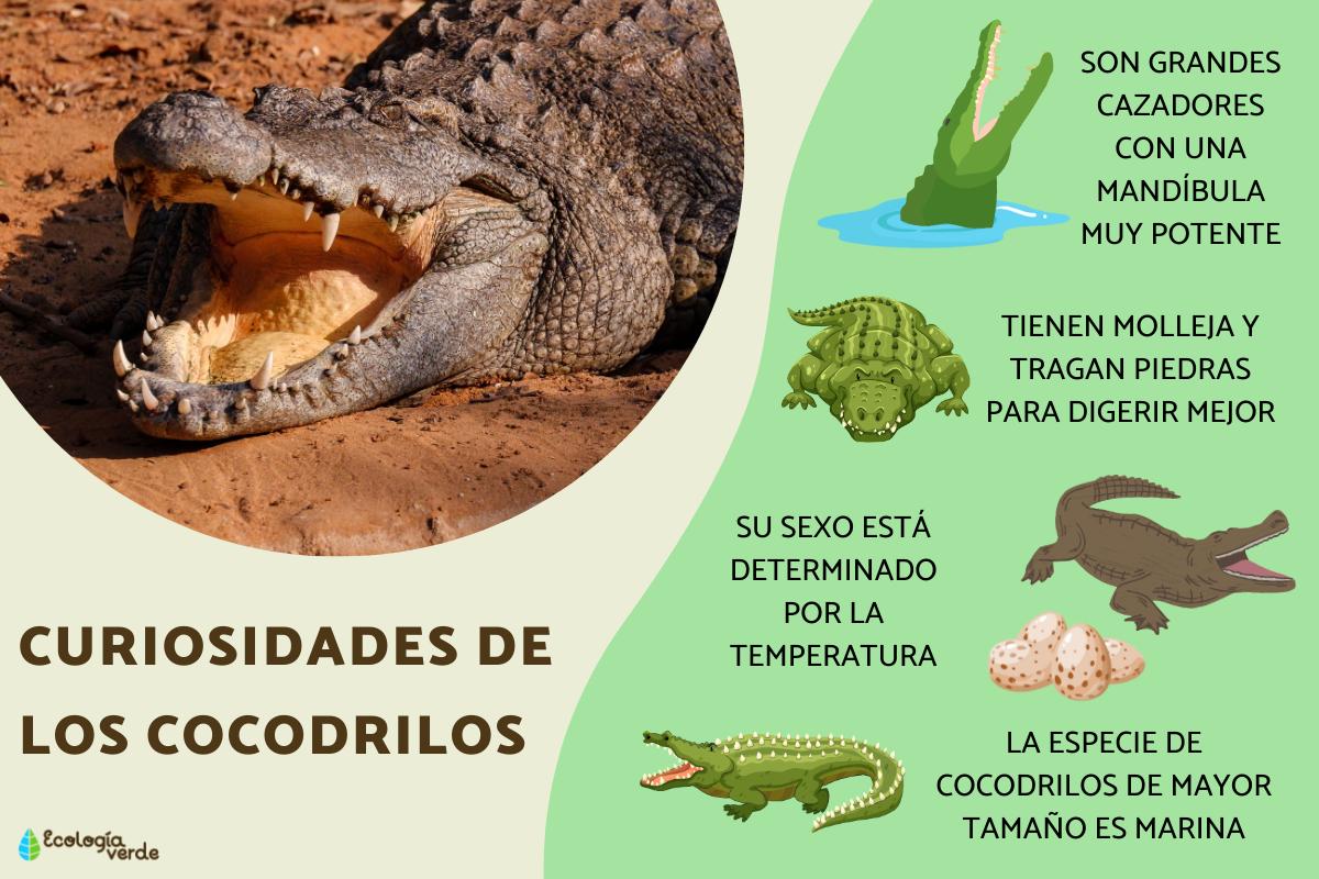 Curiosidades de los cocodrilos