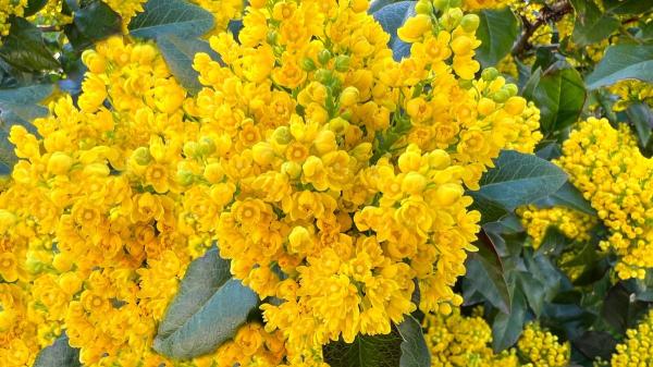 Parece un acebo, pero florece de amarillo cuando llega el frío: el arbusto fácil de cuidar que da color al jardín - Ideal para rincones sombríos: la mahonia no necesita mucho sol para crecer y florecer
