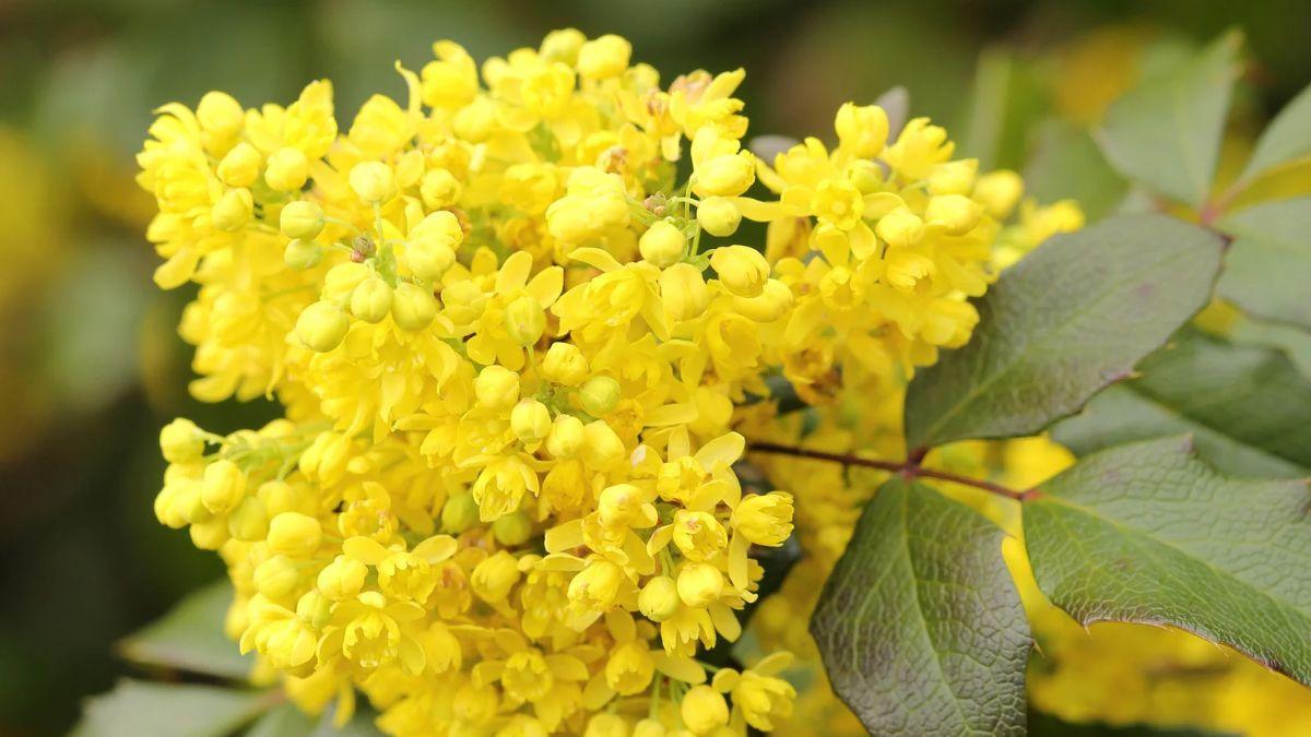 Parece un acebo, pero florece de amarillo cuando llega el frío: el arbusto fácil de cuidar que da color al jardín