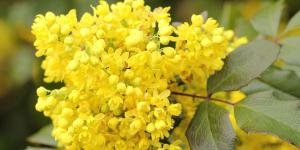 Parece un acebo, pero florece de amarillo cuando llega el frío: el arbusto fácil de cuidar que da color al jardín