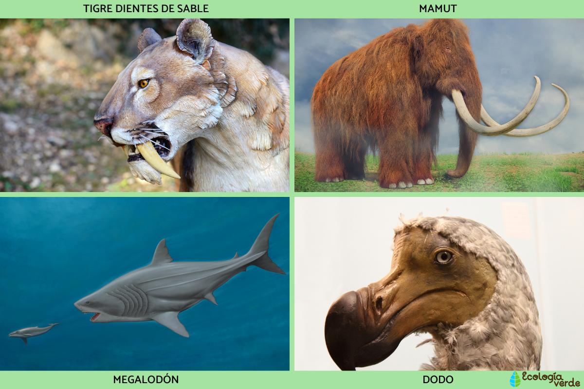 Animales prehistóricos: ejemplos de especies extintas y vivas - Guía
