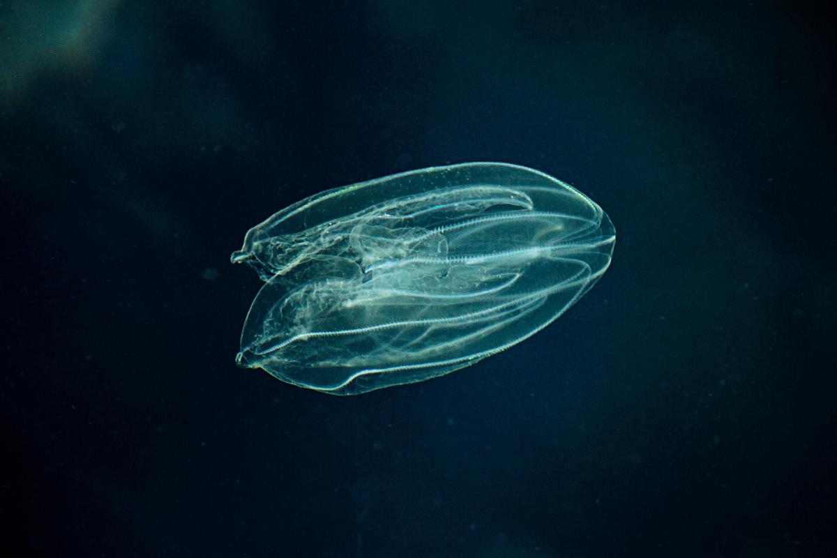 Medusas peine: el primer animal del mundo
