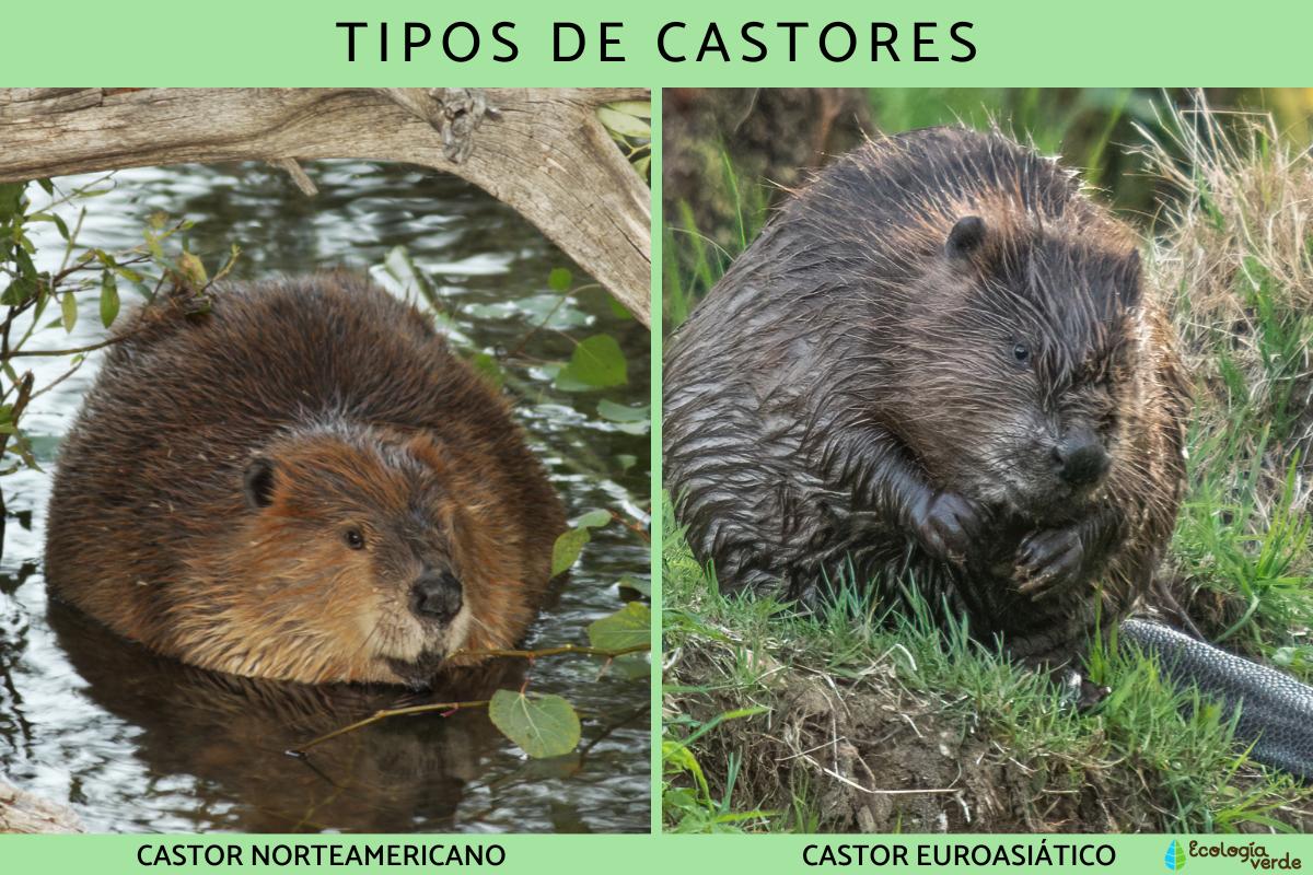 Tipos de castores