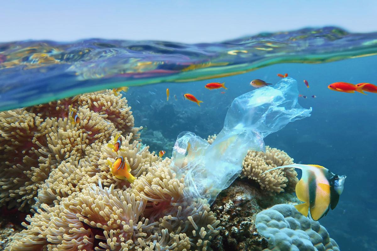 Biodegradación del plástico: qué es y métodos