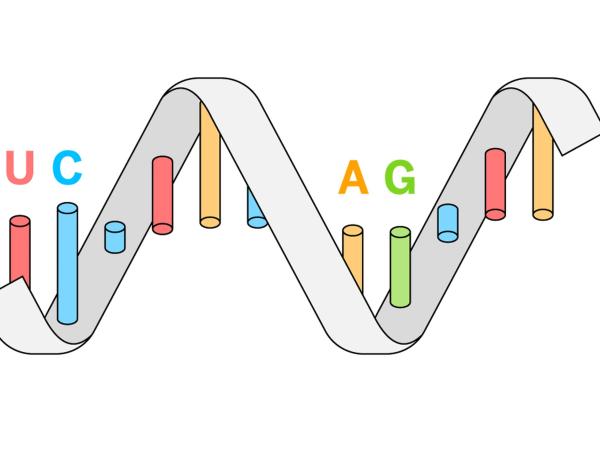 Diferencias entre el ADN y el ARN - Procesos de transcripción y traducción del ARN