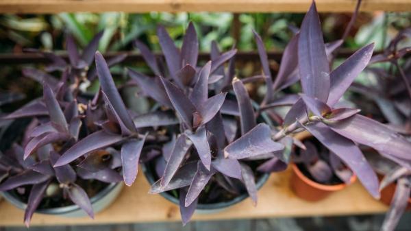 Descubre las plantas de hojas moradas que transforman cualquier espacio - Amor de hombre (Tradescantia pallida)