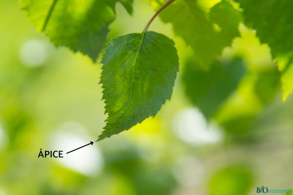 Partes de una hoja y sus funciones - Ápice
