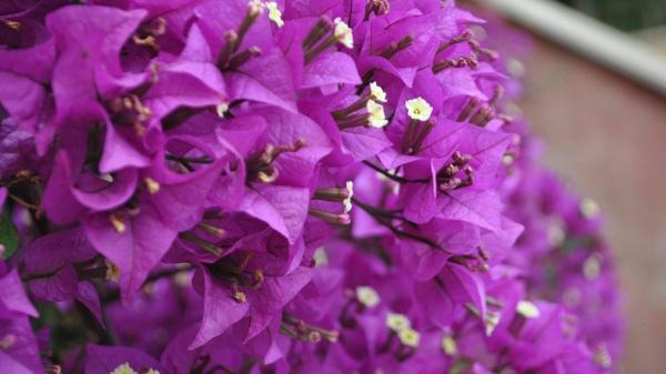 Descubre las plantas de hojas moradas que transforman cualquier espacio - Buganvilla (Bouganvillea spp.)