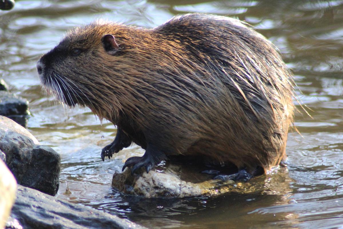 Coipú en España: una especie invasora que amenaza los ecosistemas
