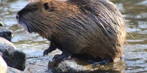 Coipú en España: una especie invasora que amenaza los ecosistemas