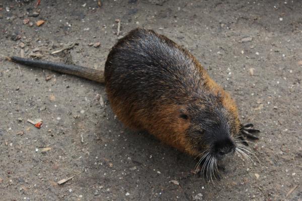 Coipú en España: una especie invasora que amenaza los ecosistemas - ¿Cómo llego el coipú a España?