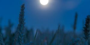 Cuál es la influencia de las fases de la luna en la agricultura