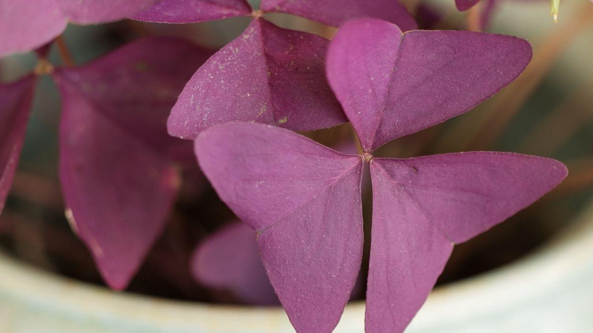 Descubre las plantas de hojas moradas que transforman cualquier espacio
