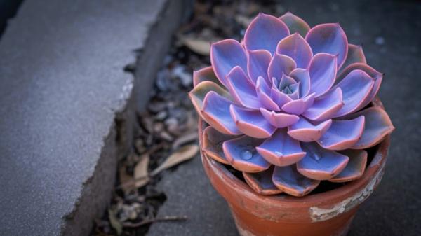 Descubre las plantas de hojas moradas que transforman cualquier espacio - Echeveria morada