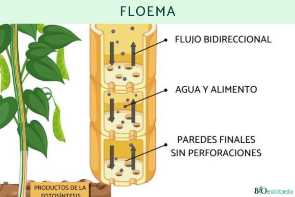 Partes de una hoja y sus funciones - Floema