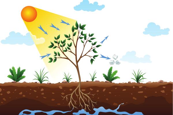 Partes de una hoja y sus funciones - Funciones de las hojas