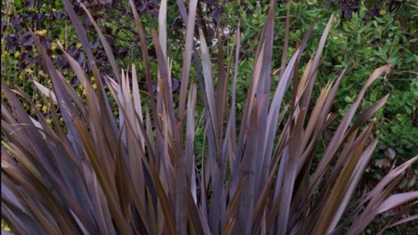 Descubre las plantas de hojas moradas que transforman cualquier espacio - Lino morado de Nueva Zelanda (Phormium tenax var. Purpupeum)