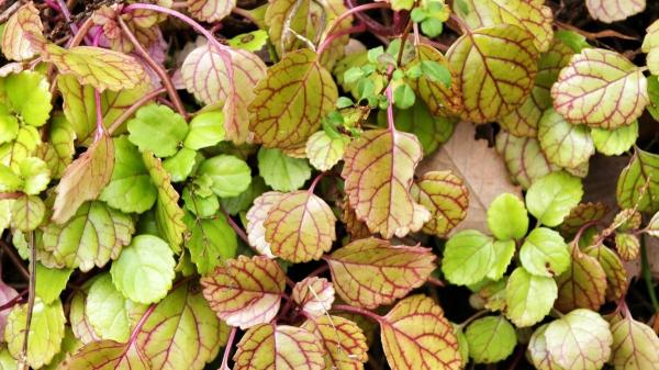 Descubre las plantas de hojas moradas que transforman cualquier espacio - Millonaria morada (Plectranthus verticillatus)