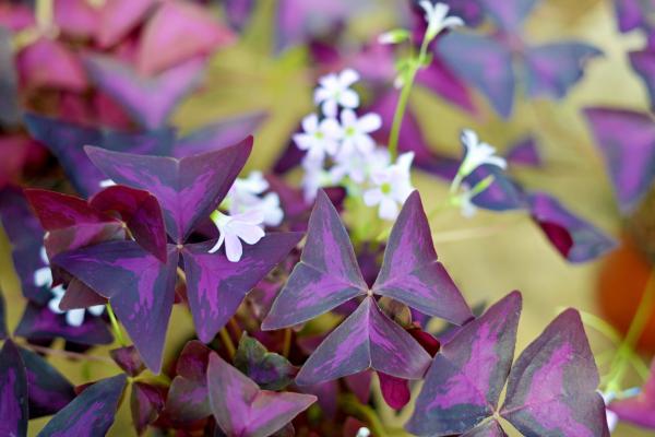 Oxalis triangularis: cuidados