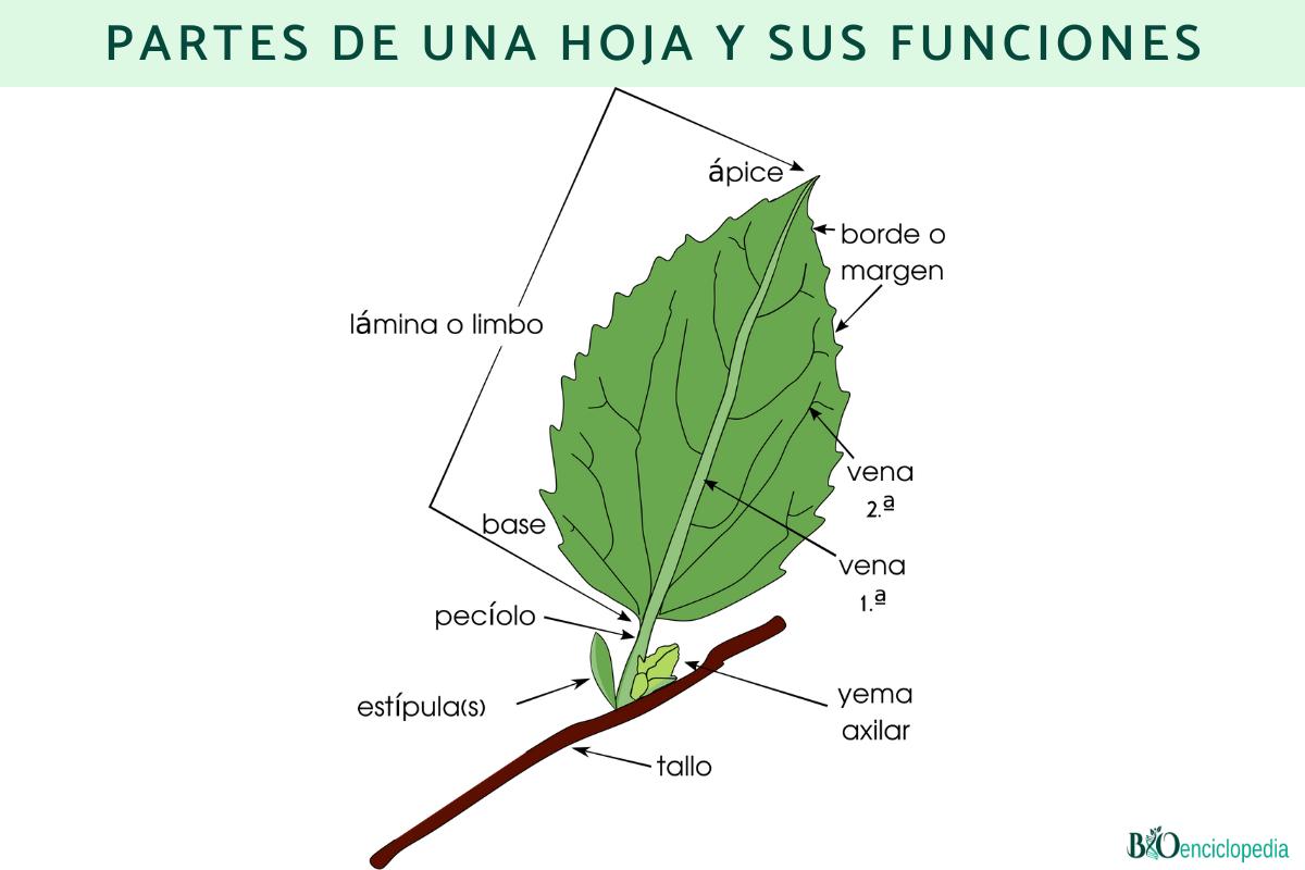 Partes de una hoja y sus funciones