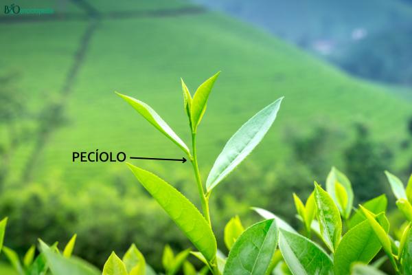 Partes de una hoja y sus funciones - Pecíolo