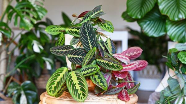 Descubre las plantas de hojas moradas que transforman cualquier espacio - Planta de la oración (Maranta leuconeura)