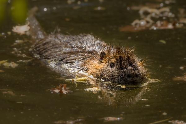 Coipú en España: una especie invasora que amenaza los ecosistemas - ¿Por qué el coipú es una especie invasora en España?